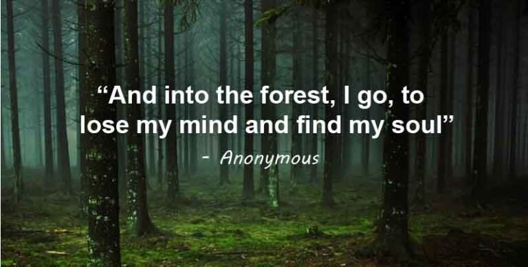 And into the forest, I go, to lose my mind and find my soul | Anonymous